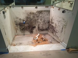 Mold Remediation Company