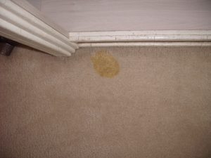 Pet Stain - Before